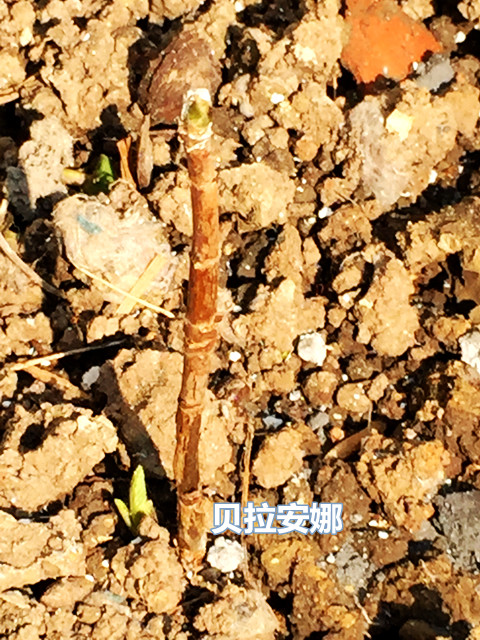 小包裝著春天 - Daphne Tsui - 因為愛所以愛