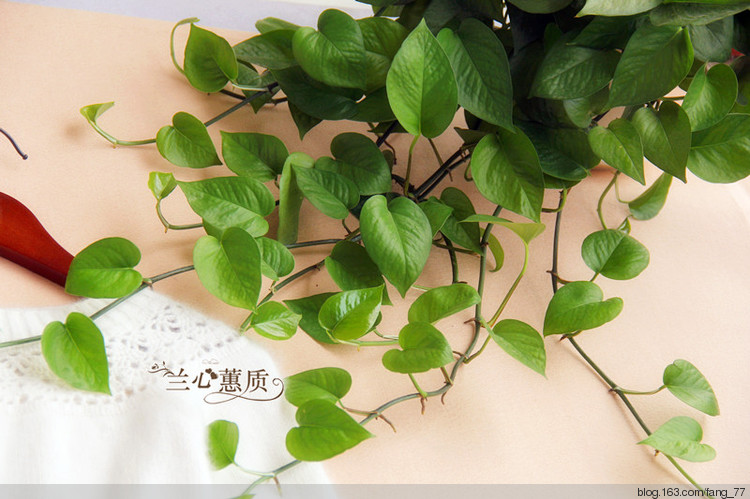 小白羊~~鉤織結合羊絨打底衫（蘭心蕙質2015） - 蘭心蕙質 - 蘭心蕙質藍云海