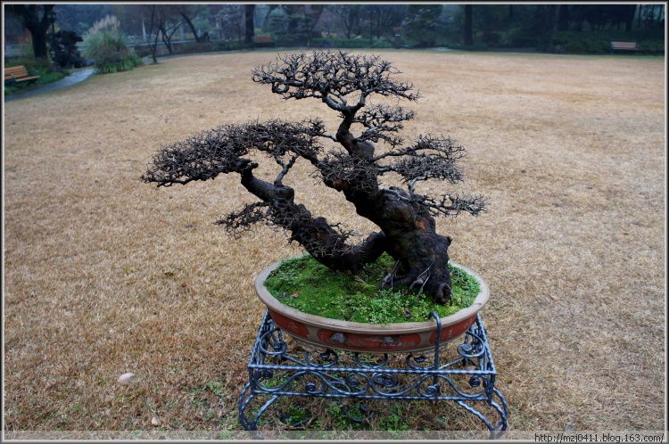 【原創】丁香花園（二） - 士心尹口 - 士心尹口的博客