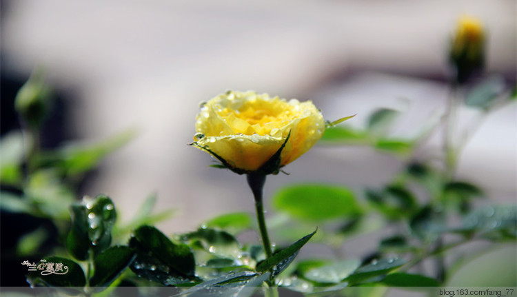 小滿，賞花，（蘭心蕙質2015） - 蘭心蕙質 - 蘭心蕙質藍云海