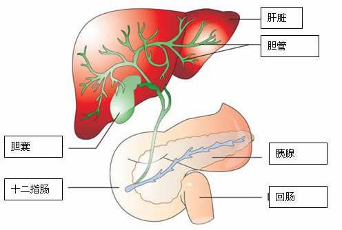 一次治愈所有結(jié)石食療方 - 逍遙 - 逍遙
