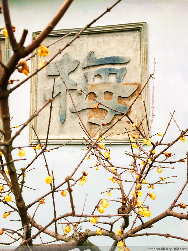 胭脂何必惹清風(fēng)--梅園（手機(jī)拍攝） - 周太靚湯 - 周太靚湯
