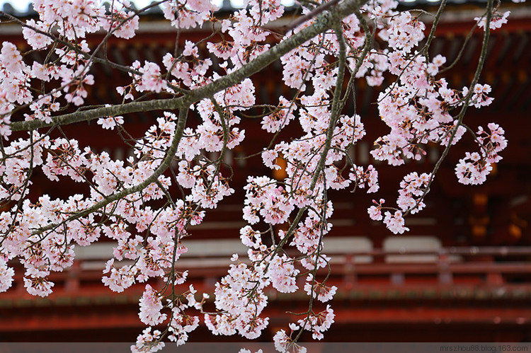 櫻花祭--東大寺神鹿 - 周太靚湯 - 周太靚湯