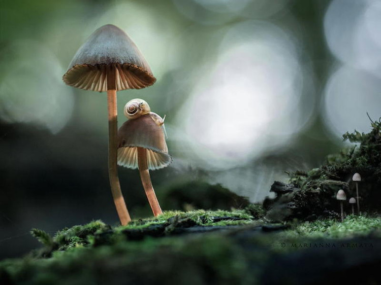 世上炫酷怪異的蘑菇 - 達觀明志 - 達觀明志 chendmgx