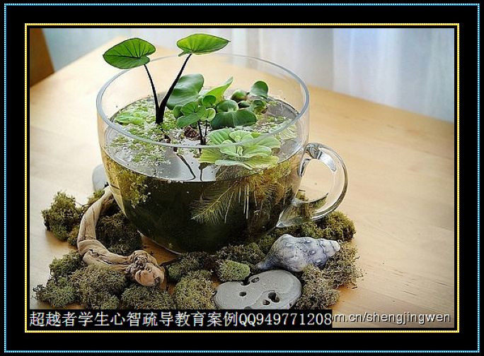 制作很有味道的水果種子小盆栽（火龍果、桂圓、碗蓮、荔枝......） - 美體、情感、博文精品 - 美體情感、心靈驛站