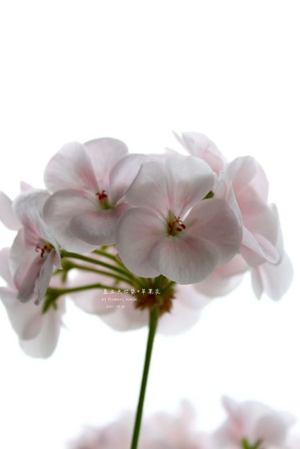 如果有天，花開不謝 - 花滿樓 - 花滿樓