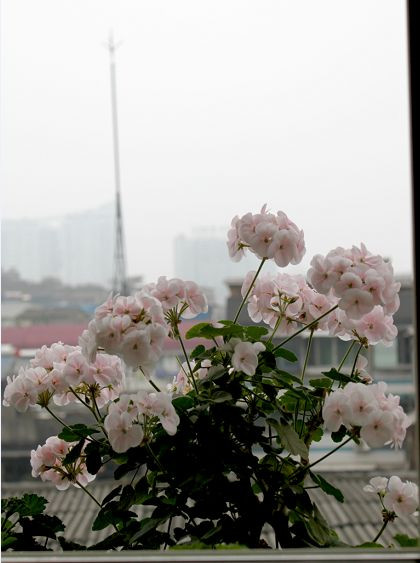 如果有天，花開不謝 - 花滿樓 - 花滿樓