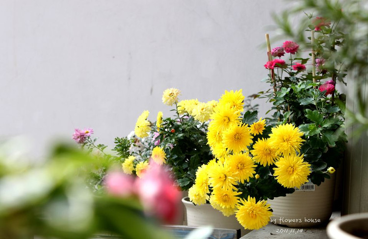 如果有天，花開不謝 - 花滿樓 - 花滿樓