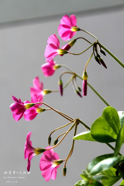如果有天，花開不謝 - 花滿樓 - 花滿樓