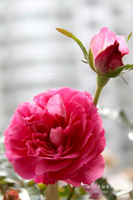 如果有天，花開不謝 - 花滿樓 - 花滿樓