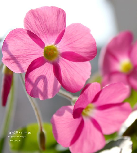 如果有天，花開不謝 - 花滿樓 - 花滿樓