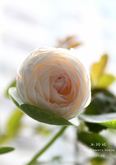 如果有天，花開不謝 - 花滿樓 - 花滿樓