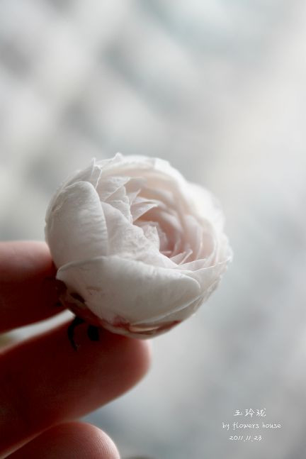 如果有天，花開不謝 - 花滿樓 - 花滿樓