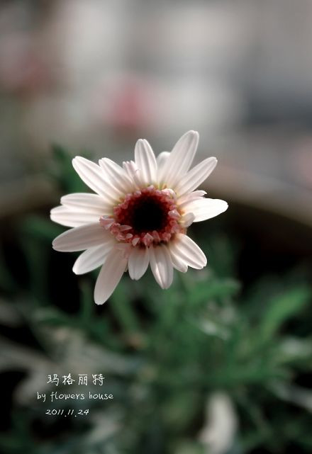 如果有天，花開不謝 - 花滿樓 - 花滿樓