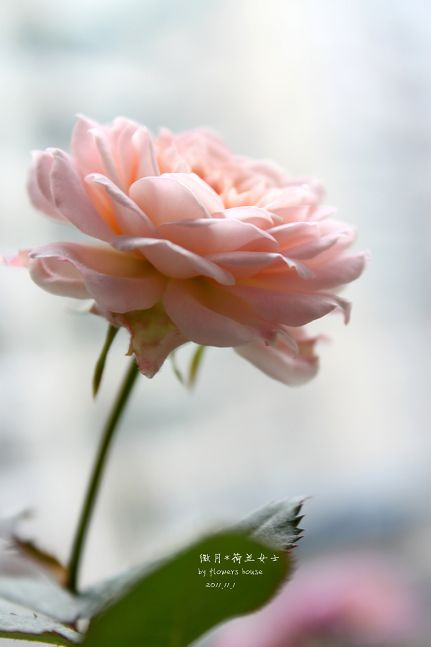 如果有天，花開不謝 - 花滿樓 - 花滿樓