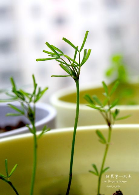 如果有天，花開不謝 - 花滿樓 - 花滿樓