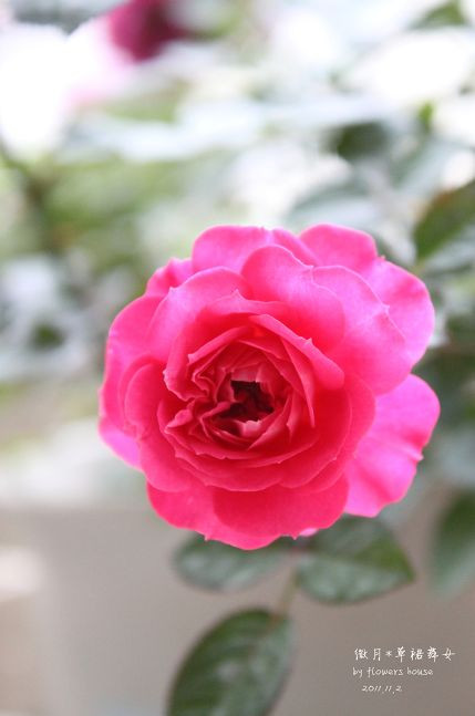 如果有天，花開不謝 - 花滿樓 - 花滿樓