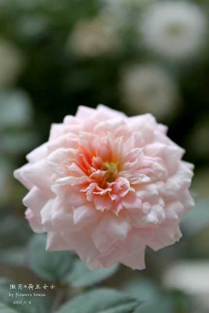如果有天，花開不謝 - 花滿樓 - 花滿樓