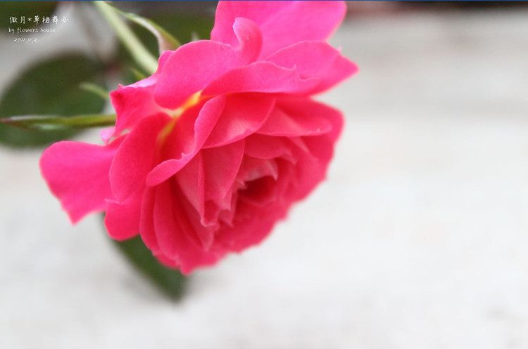 如果有天，花開不謝 - 花滿樓 - 花滿樓