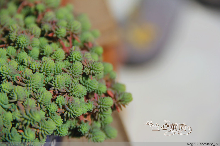 薄雪萬年草（蘭心蕙質2015） - 蘭心蕙質 - 蘭心蕙質藍云海