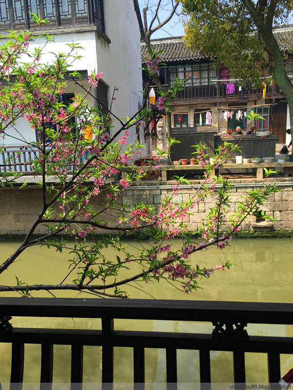 清明踏青游古鎮(zhèn)（手機(jī)拍攝） - 周太靚湯 - 周太靚湯